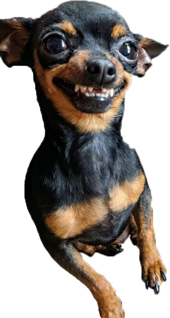 James's happy dog